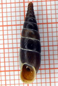 Tabella della Famiglia Clausilidae